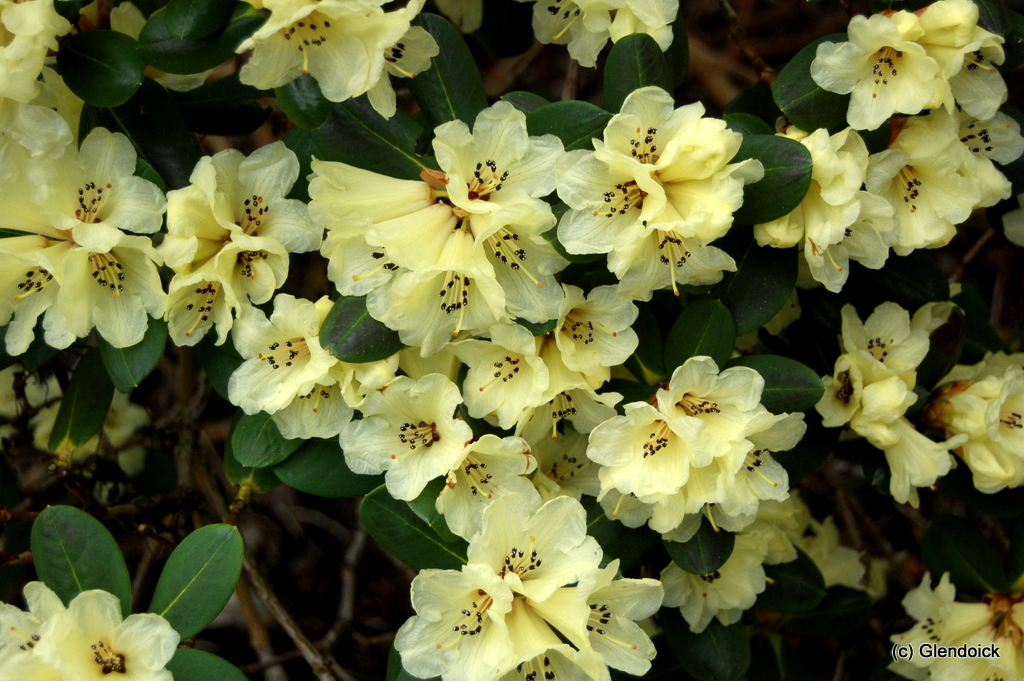 ECLECTEUM YELLOW Rhododendron Larger Species Rhododendrons