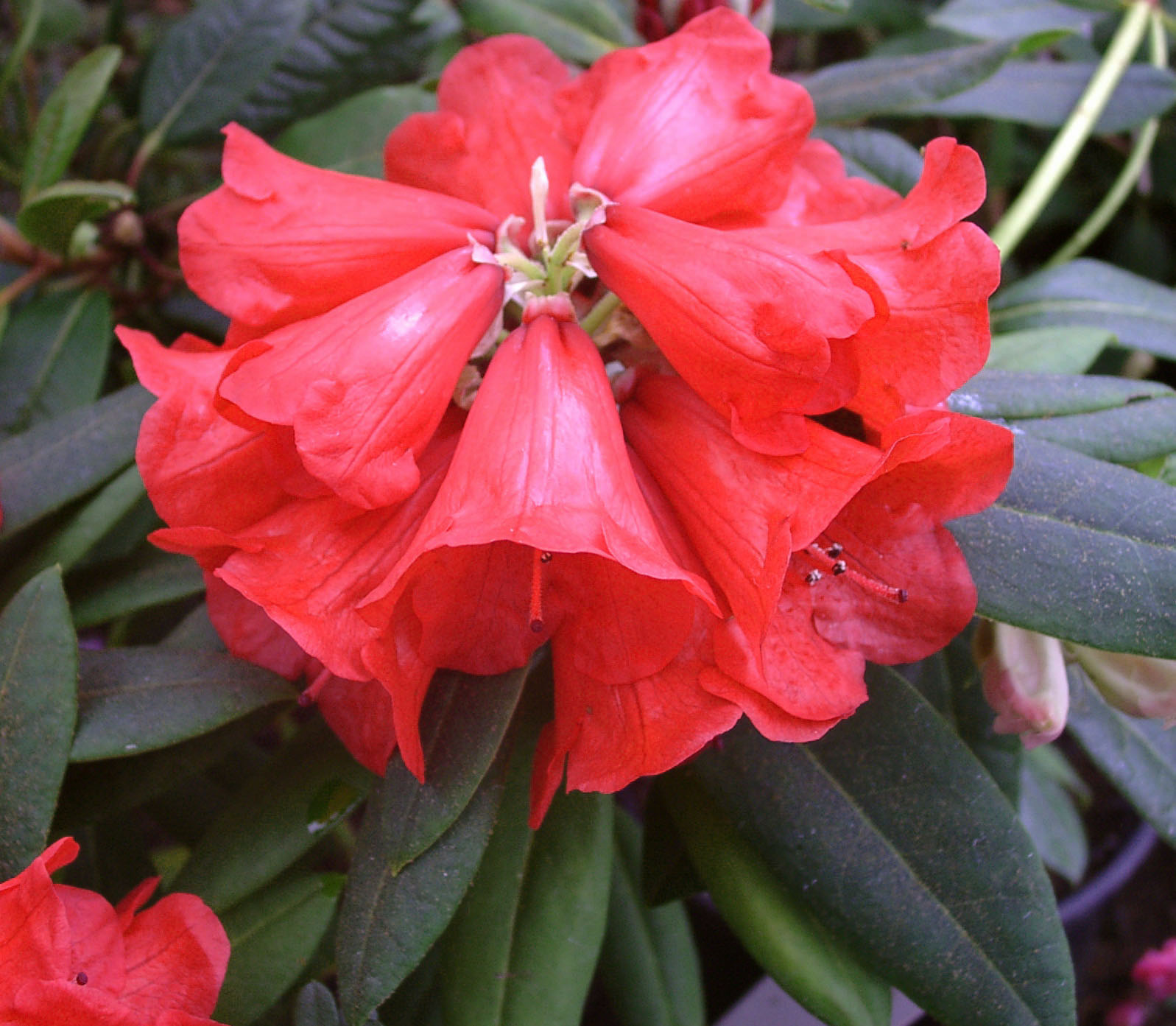 ELLIOTTII Rhododendron Larger Species Rhododendrons