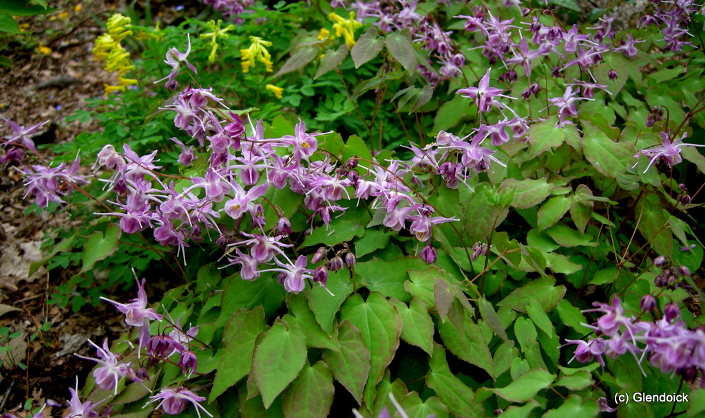 EPIMEDIUM grandiflora Purple Pixie 0 Perennials & Bulbs