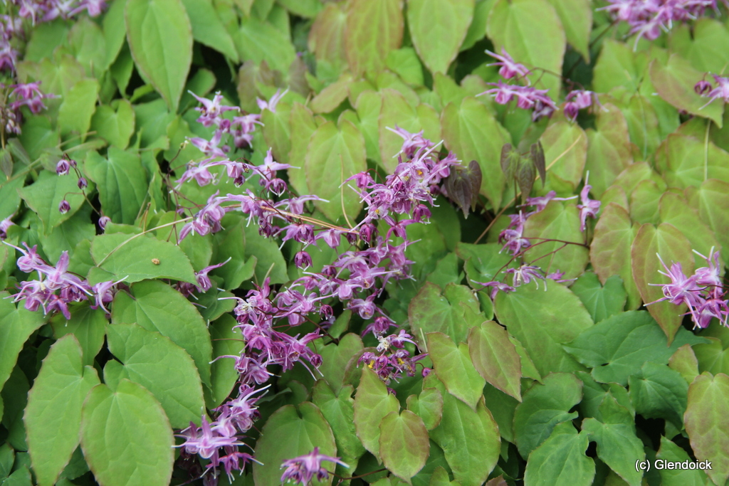 EPIMEDIUM grandiflora Lilafee 0 Perennials & Bulbs