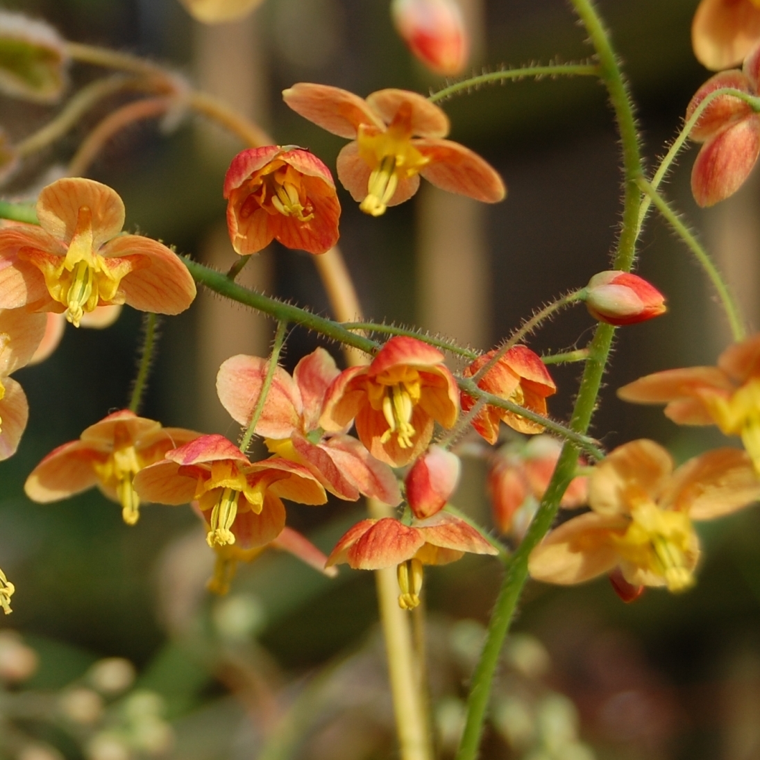 EPIMEDIUM x warleyense Orangekonigen 0 Perennials & Bulbs