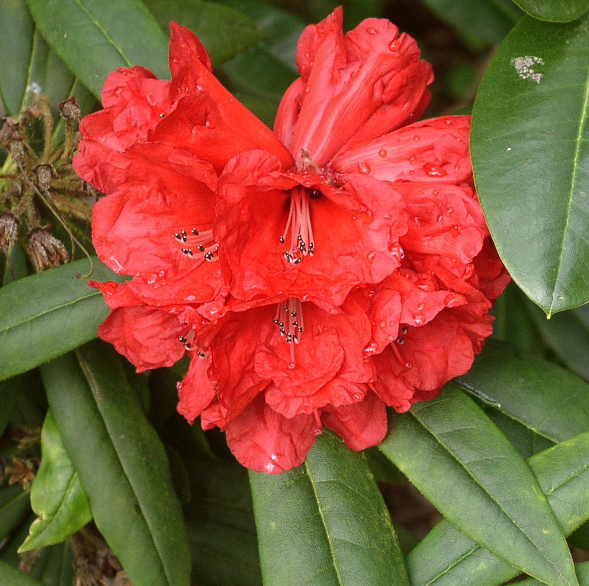 ETTA BURROWS Rhododendron Rhododendron Larger Hybrids
