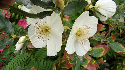 EUCRYPHIA x nymanensis GEORGE GRAHAM