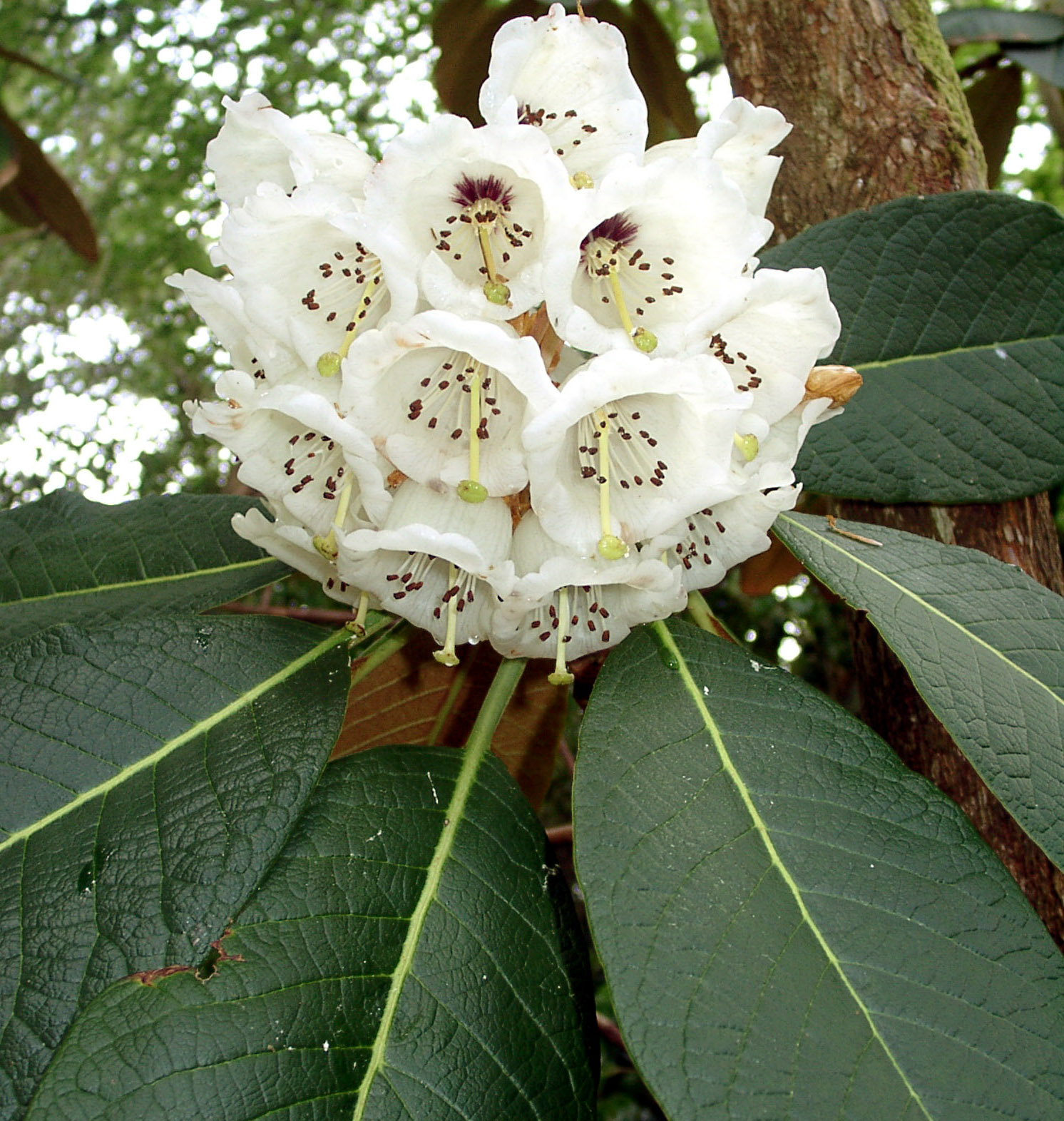 FALCONERI Rhododendron Larger Species Rhododendrons