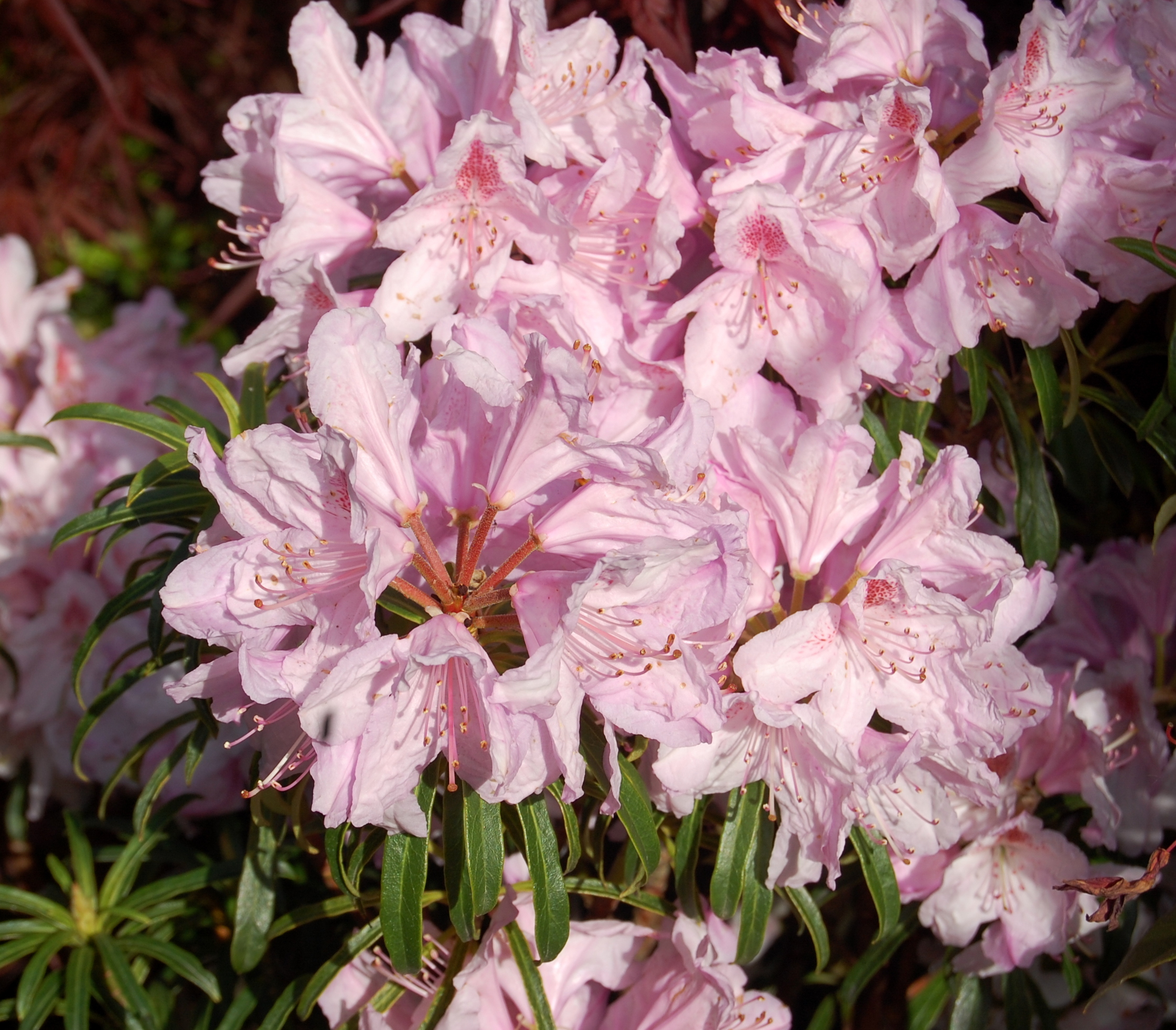 FILIGRAN Rhododendron Rhododendron medium growing hybrids