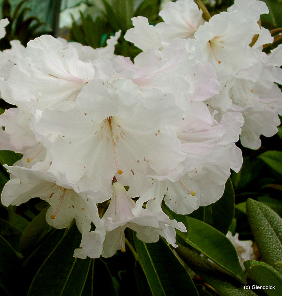 FORTUNEI SSP. DISCOLOR Rhododendron Larger Species Rhododendrons