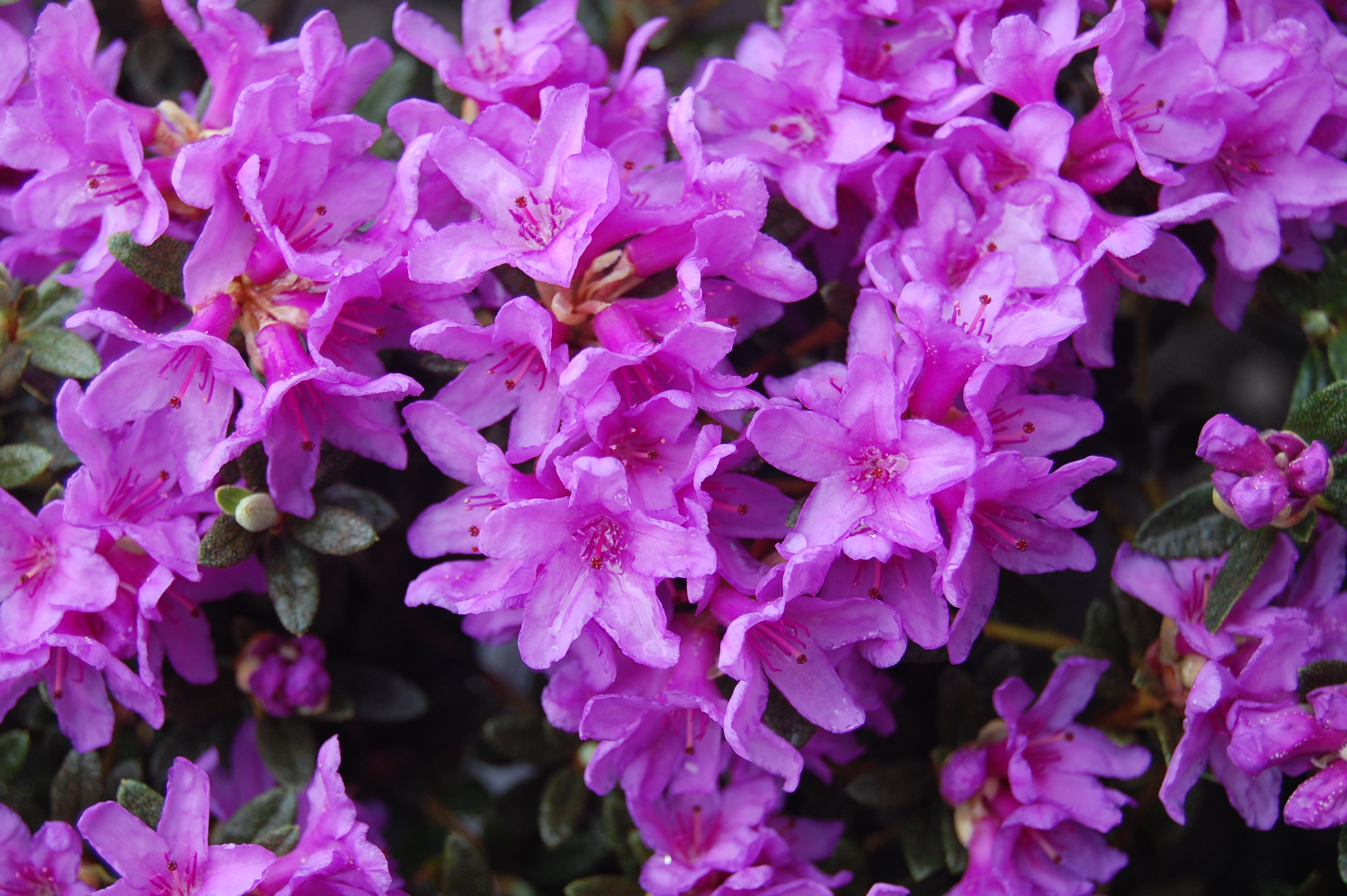 FROSTHEXE Rhododendron Rhododendron Dwarf Species and Hybrids