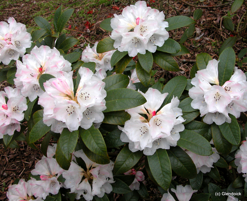 FABERI Rhododendron Larger Species Rhododendrons