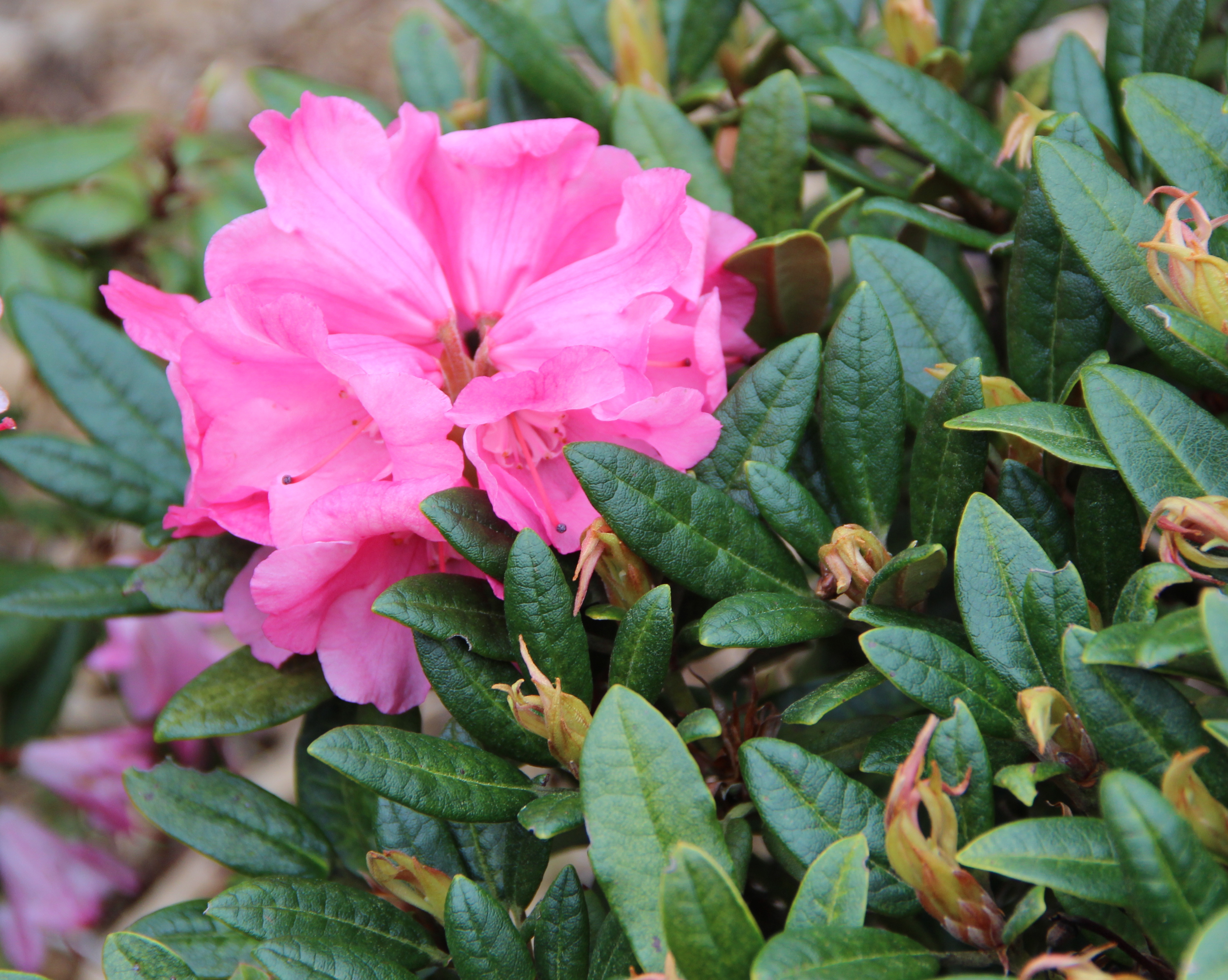 FANTASTICA X PROTEOIDES REICH Rhododendron Rhododendron medium growing hybrids