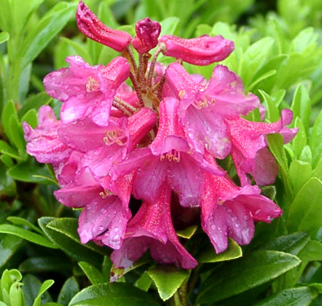 FERRUGINEUM Glenarn Rhododendron Rhododendron Dwarf Species and Hybrids
