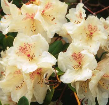 GARTENDIREKTOR RIEGER (WIL) Rhododendron Rhododendron medium growing hybrids
