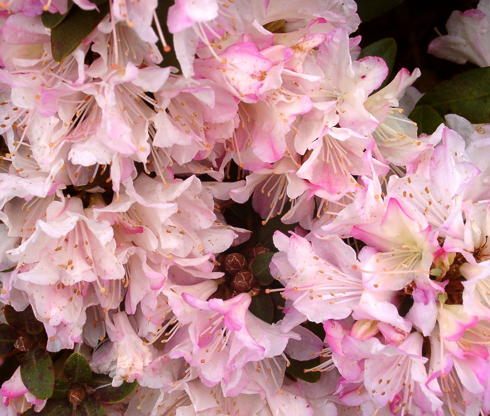 GINNY GEE Rhododendron Rhododendron Dwarf Species and Hybrids