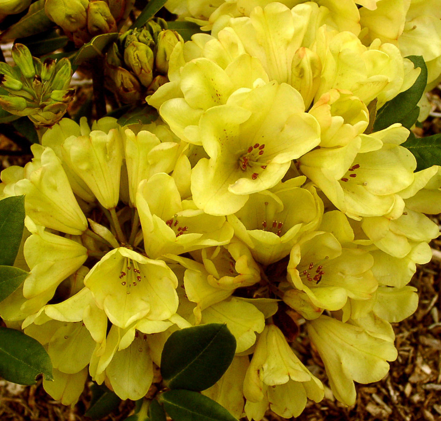 GLENDOICK GOLD [GLE011] (Yak) Rhododendron Rhododendron medium growing hybrids