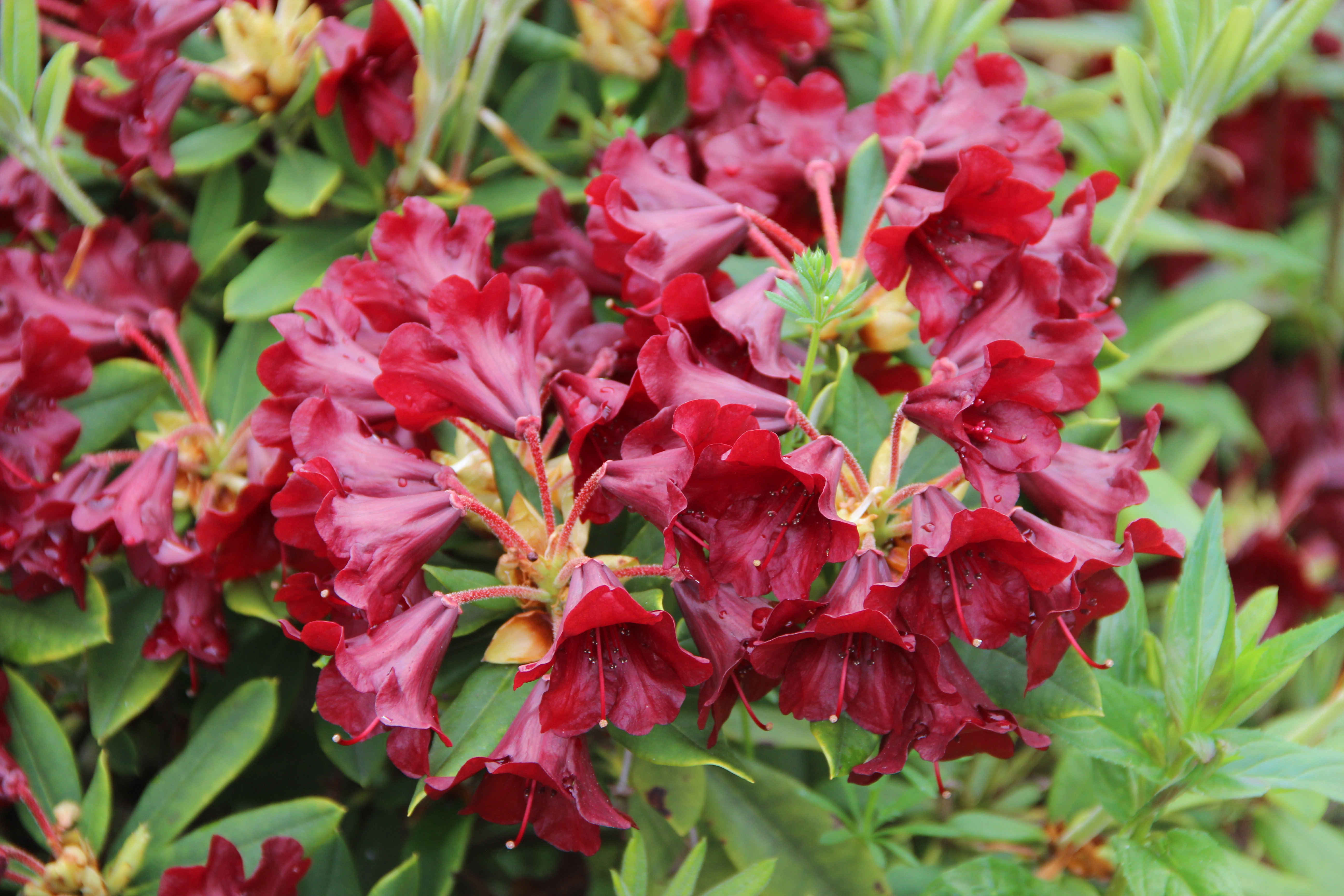 GLENDOICK® BURGUNDY (2006/3D) [GLE023] Rhododendron Rhododendron medium ...