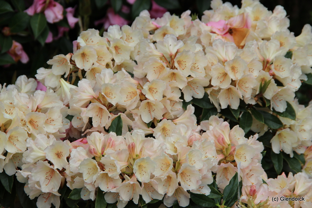 GLENDOICK® SHERBET (2004/0D  Graziela x Loch Lomond) [GLE029] Rhododendron Rhododendron medium growing hybrids