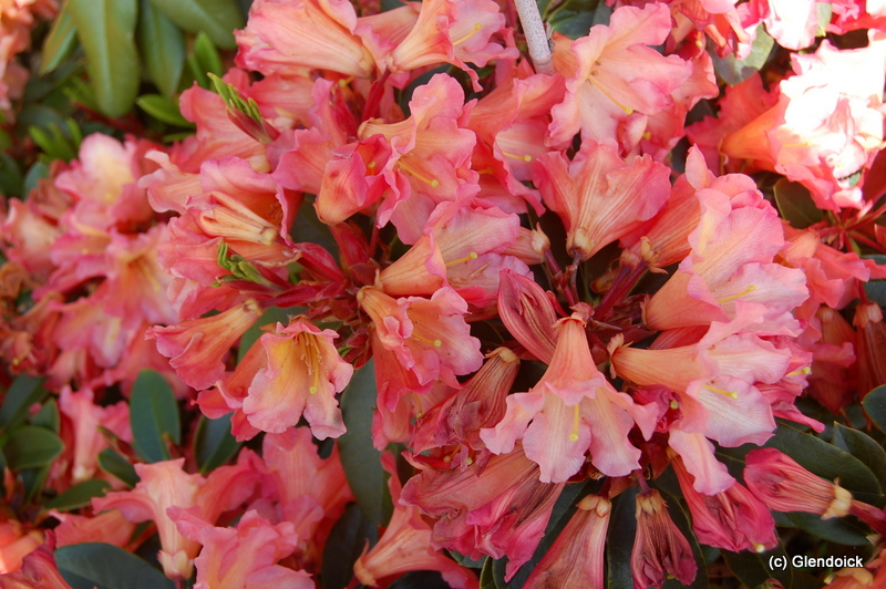 GLENDOICK® SUNSET ( 2004/7C  NE x SS) [GLE024] Rhododendron Rhododendron medium growing hybrids