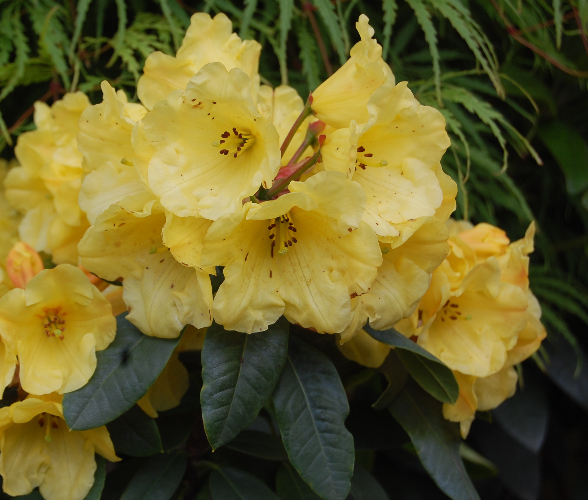 GOLDEN EVEREST [EU PBR] Rhododendron Rhododendron medium growing hybrids
