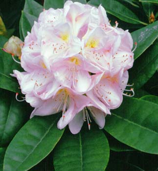 GOMER WATERER Rhododendron Rhododendron Larger Hybrids