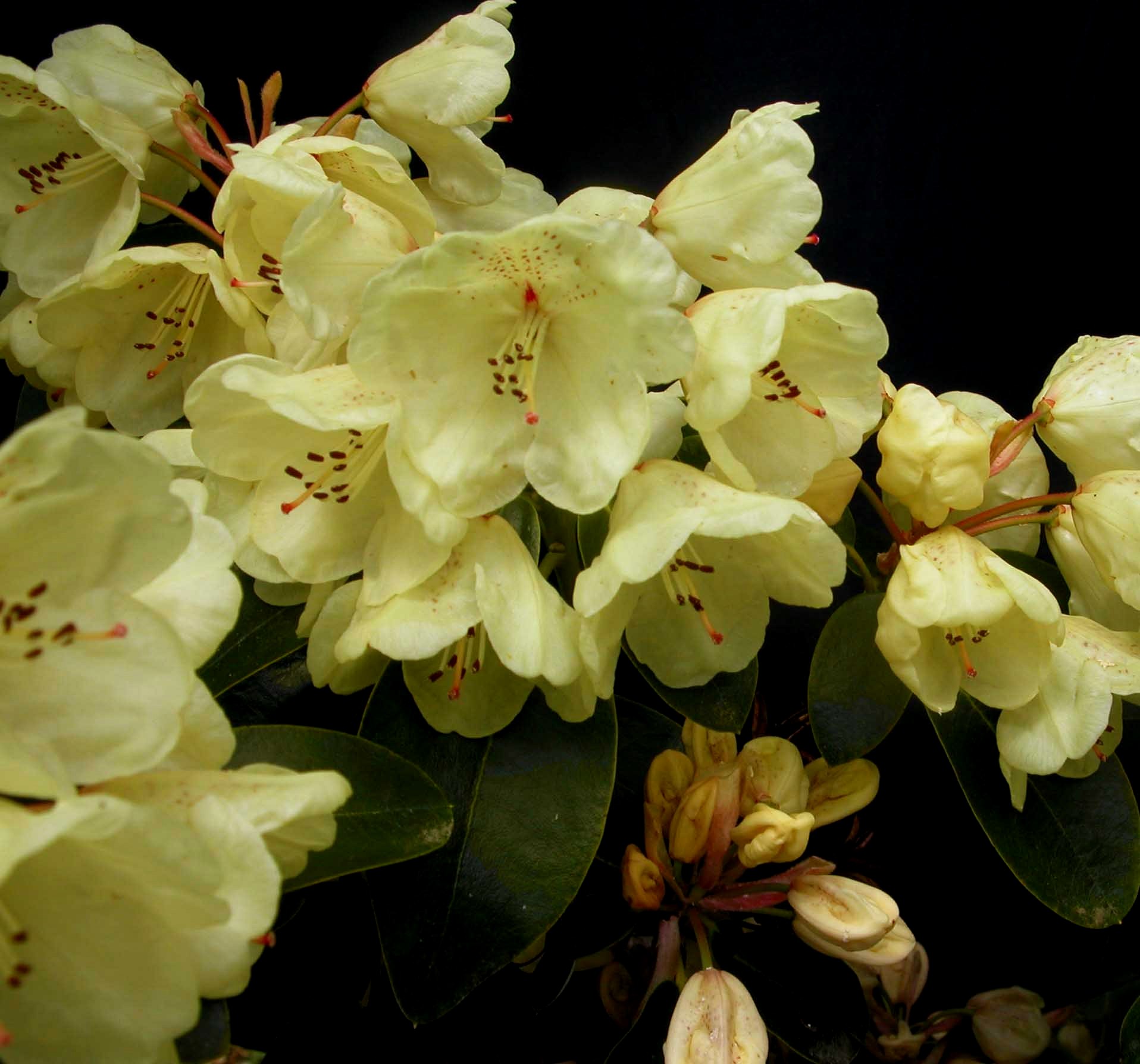 GRAF LENNART Rhododendron Rhododendron Larger Hybrids