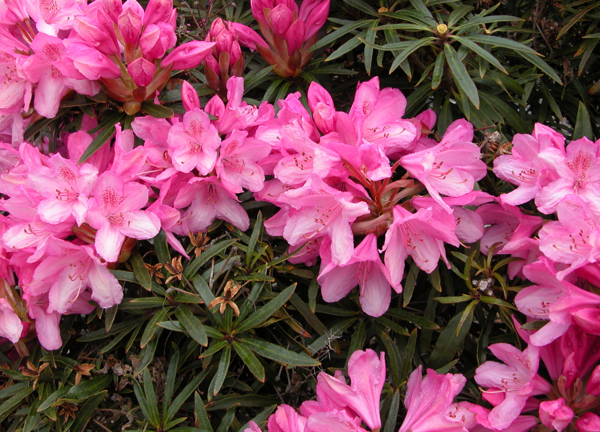 GRAZIELLA Rhododendron Rhododendron medium growing hybrids