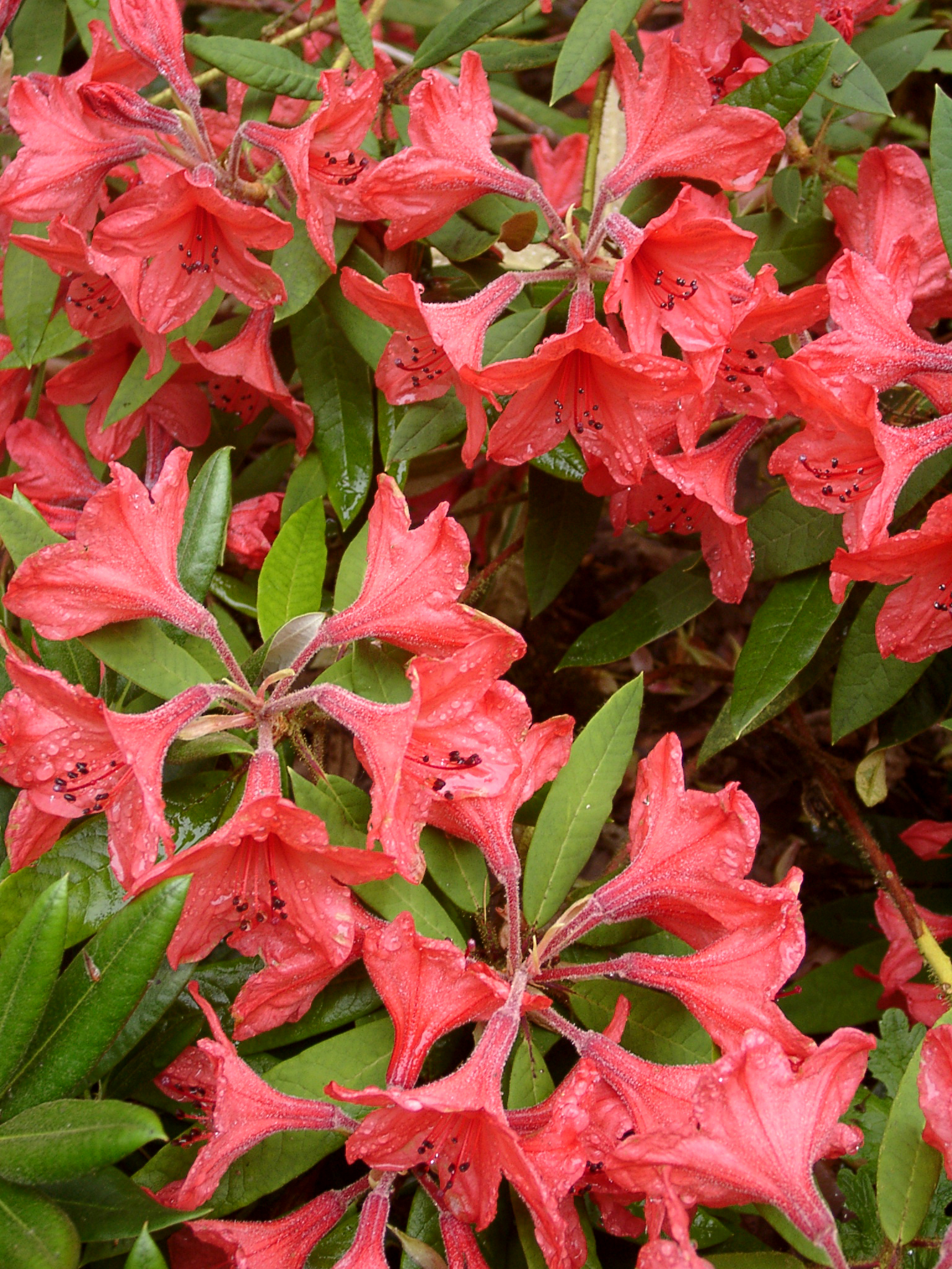GRIERSONIANUM (Griersoniana S.S.) Rhododendron Larger Species Rhododendrons