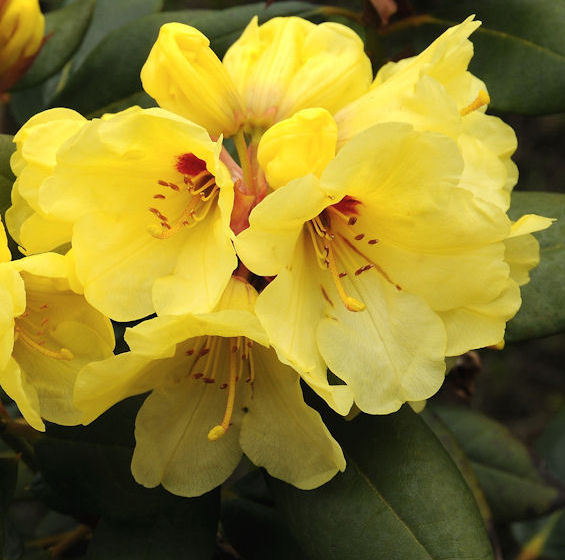 GEDSER GOLD Rhododendron Rhododendron Larger Hybrids