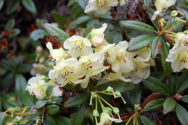 GLAUCOPHYLLUM WHITE LEN BEER Rhododendron Rhododendron Dwarf Species and Hybrids