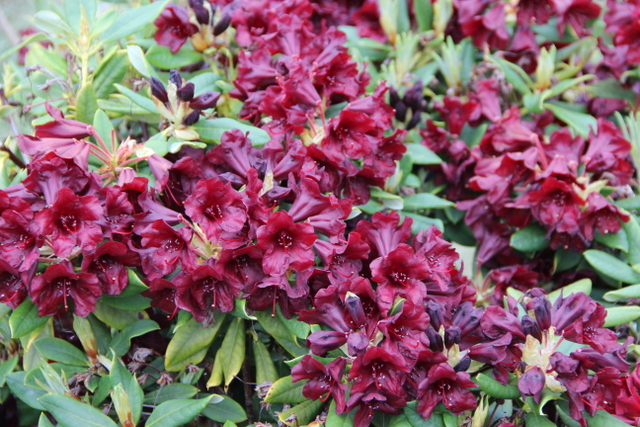 GLENDOICK MIDNIGHT [GLE053] Rhododendron Rhododendron medium growing hybrids