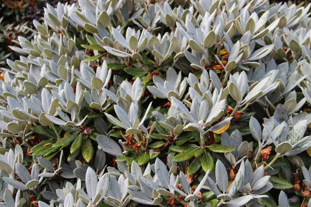GOLFER Rhododendron Rhododendron medium growing hybrids