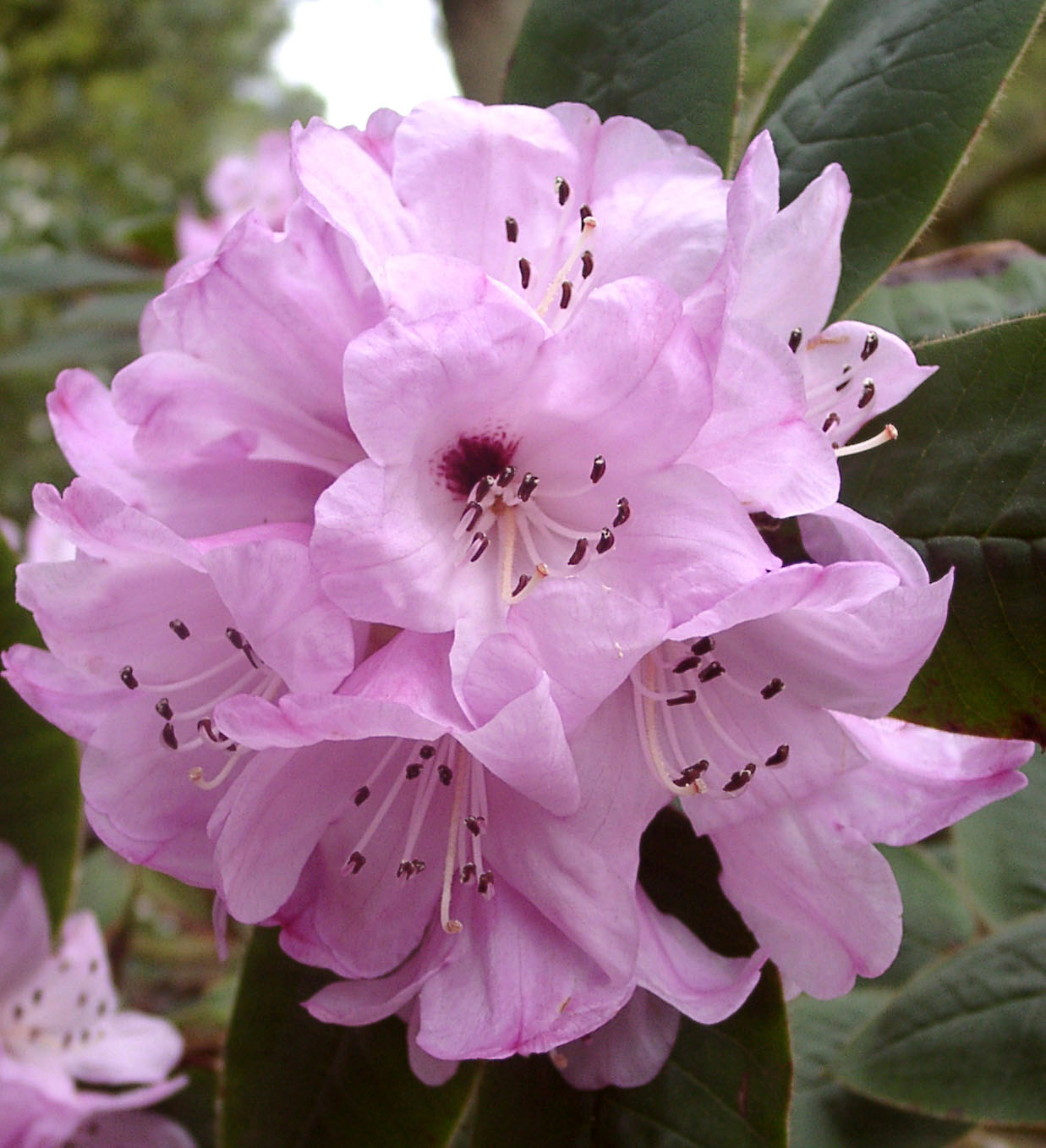 HABROTRICHUM specimen Rhododendron 