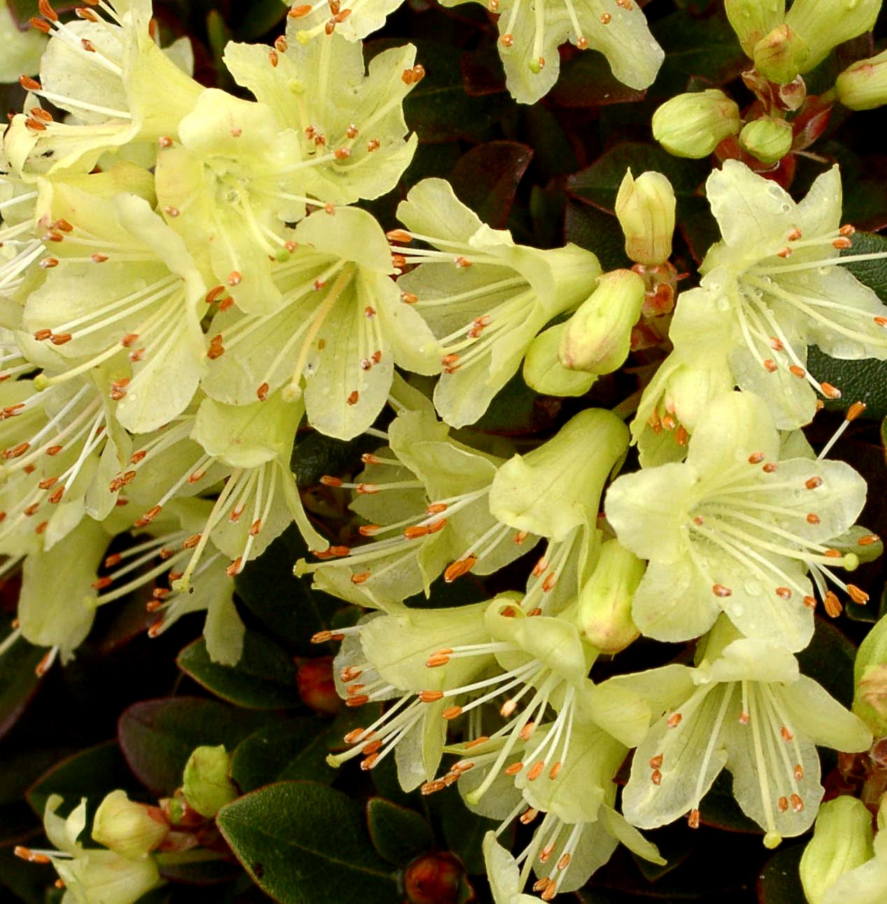 HANCEANUM NANUM 1. Dwarf Lepidote Rhododendron Dwarf Species and Hybrids