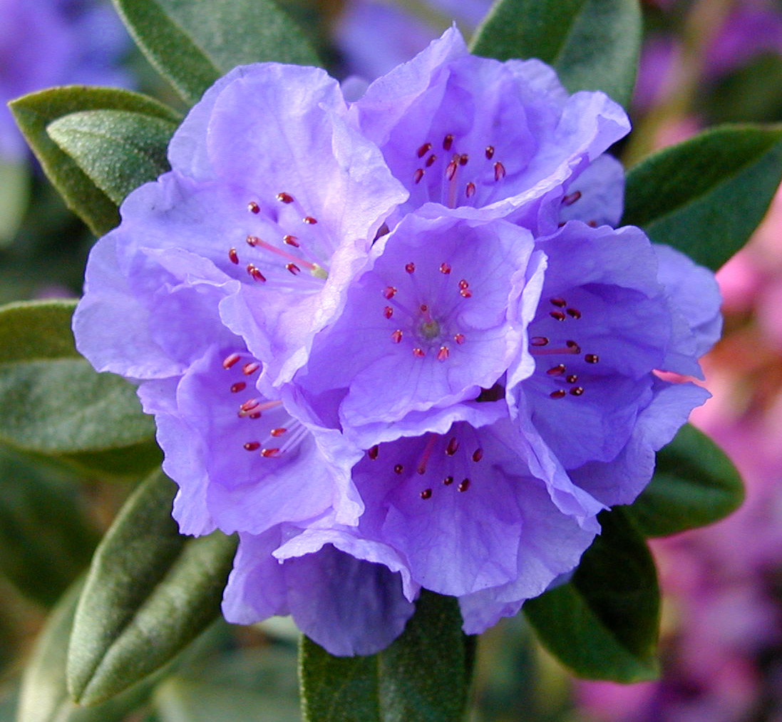 HIPPOPHAEOIDES HABA SHAN Rhododendron Rhododendron Dwarf Species and Hybrids