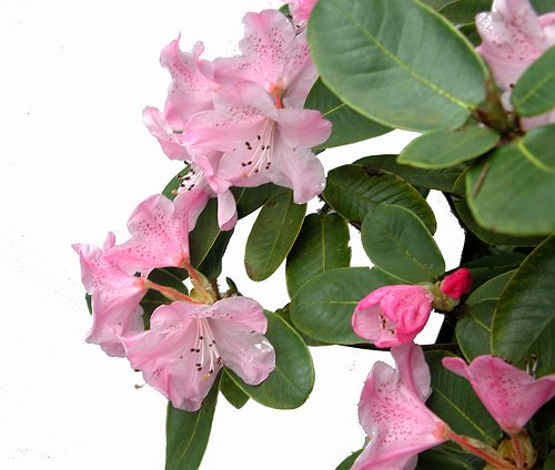 HIRTIPES CV 9546 select Rhododendron Larger Species Rhododendrons
