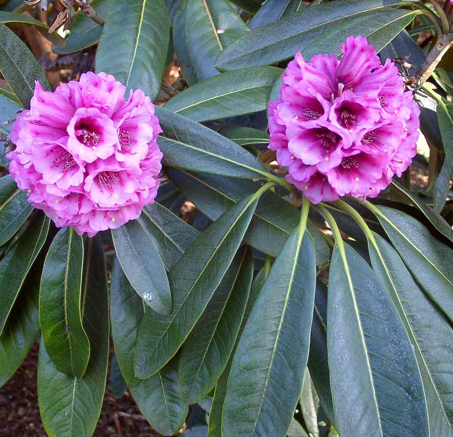 HODGSONII KCSH 0324 Rhododendron Larger Species Rhododendrons