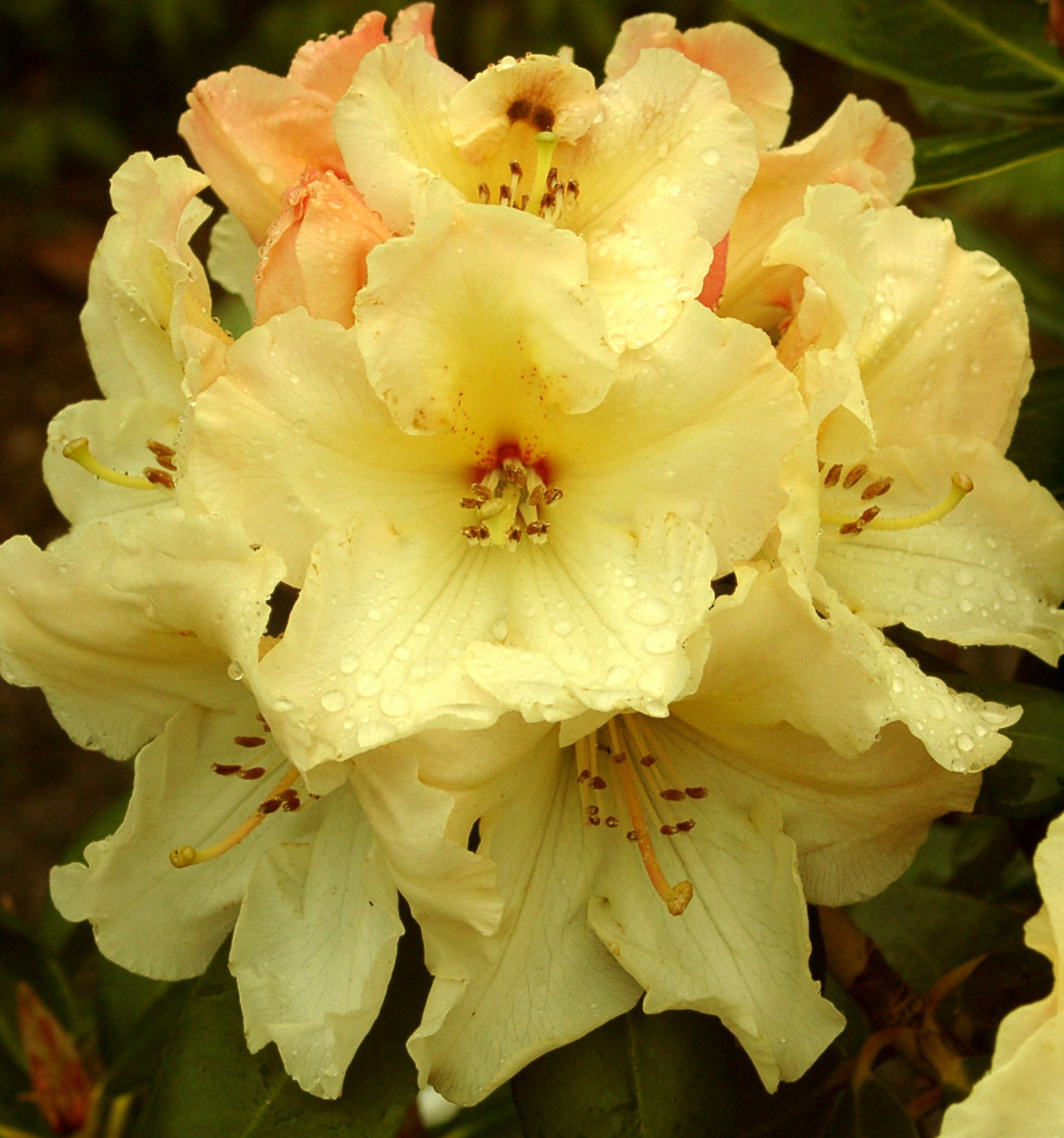 HORIZON MONARCH Rhododendron Rhododendron Larger Hybrids