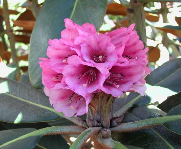 HODGSONII  AFF. HP (ex CHM) Rhododendron Larger Species Rhododendrons