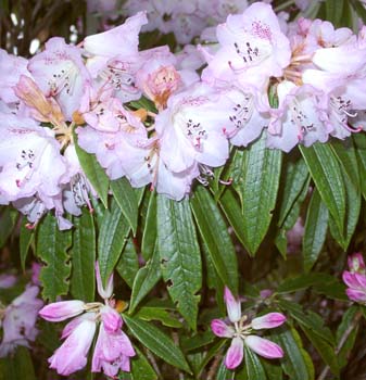 HUNNEWELLIANUM var ROCKII  JN 1008 Rhododendron Larger Species Rhododendrons