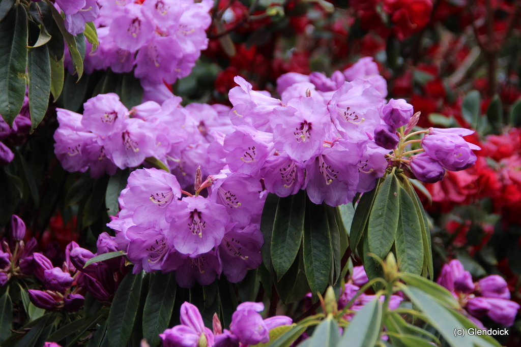 HUANUM CH 7049 Rhododendron Larger Species Rhododendrons