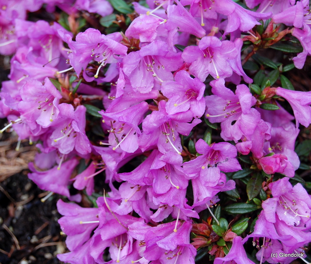 IMPERATOR  CC 7530, (S.E. Tibet) Rhododendron Rhododendron Dwarf Species and Hybrids
