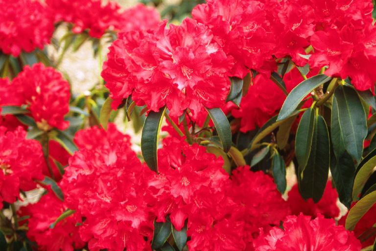JEAN MARIE DE MONTAGUE Rhododendron Rhododendron Larger Hybrids