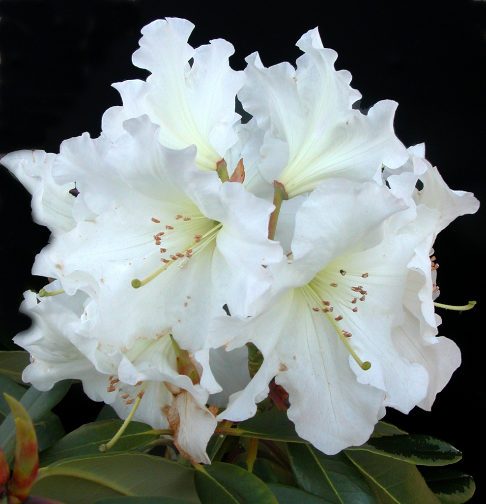 JIM CRUDEN Rhododendron Rhododendron Larger Hybrids