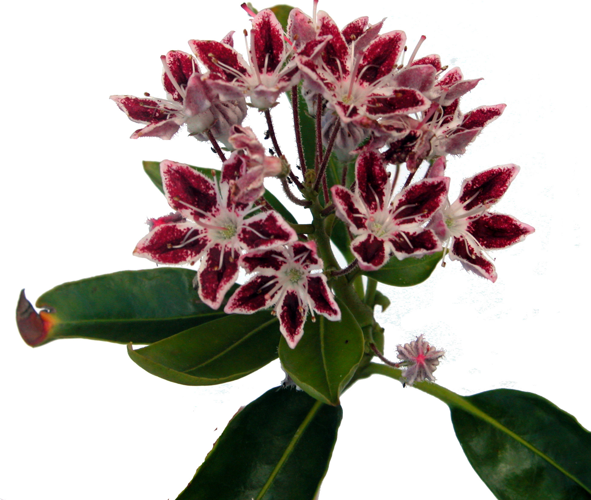KALMIA LATIFOLIA GALAXY 0 Trees & shrubs