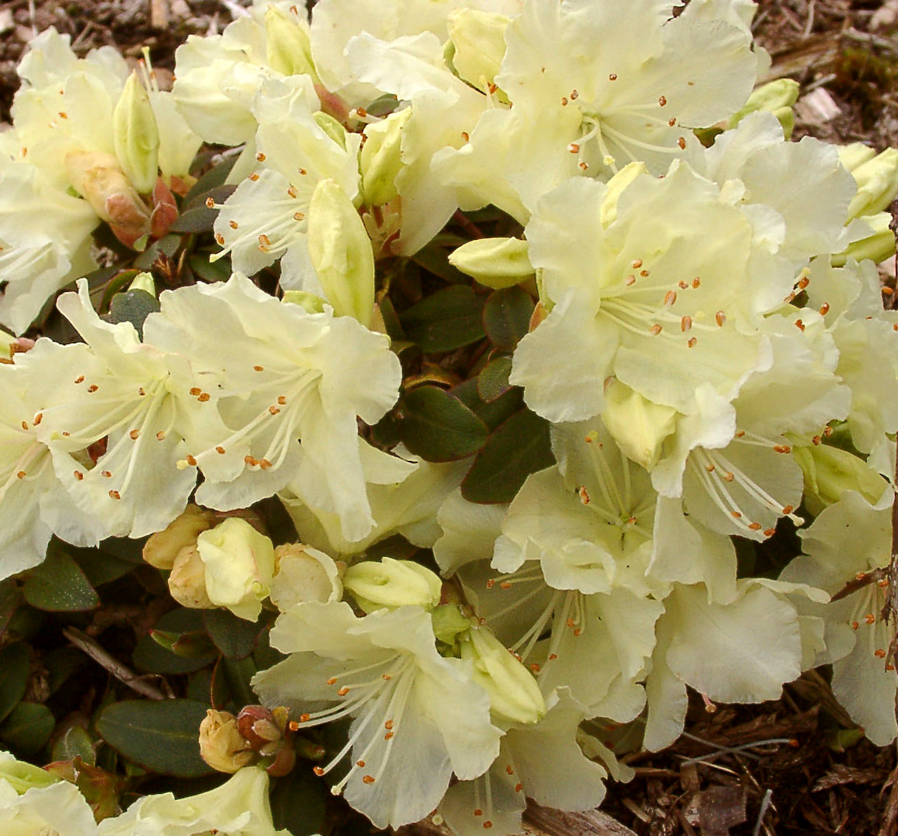 KEISKEI (var. ozawae) YAKU FAIRY Rhododendron Rhododendron Dwarf Species and Hybrids