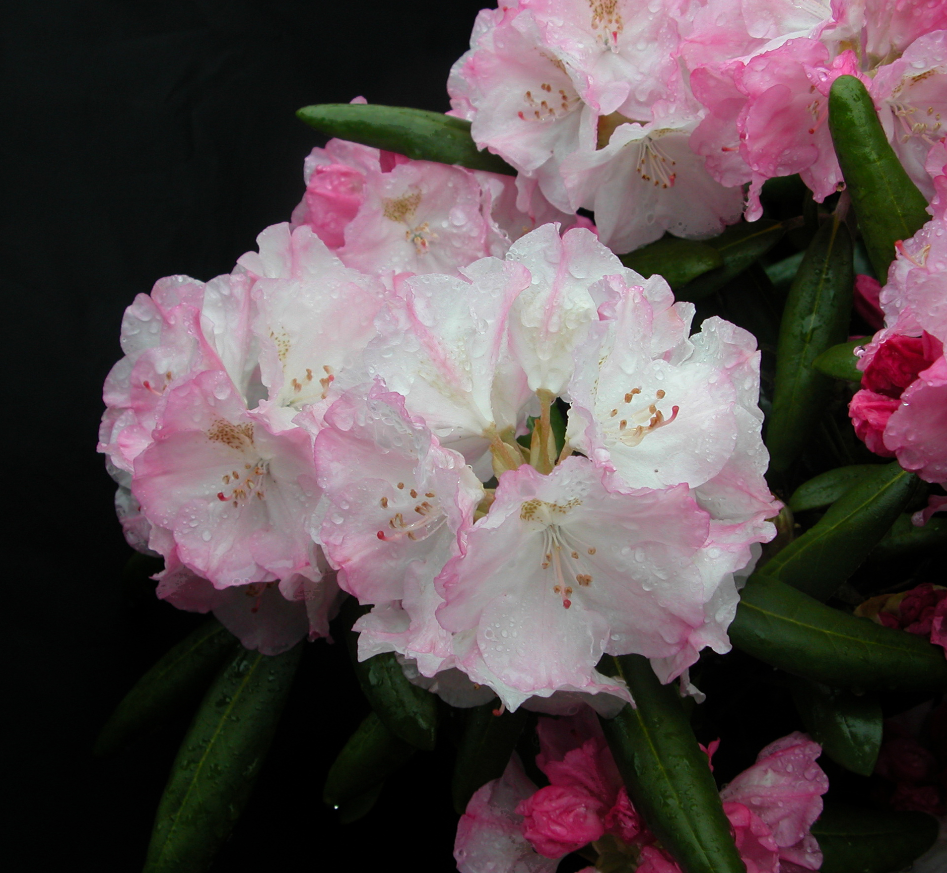 KEN JANECK (YAK) Rhododendron Rhododendron medium growing hybrids