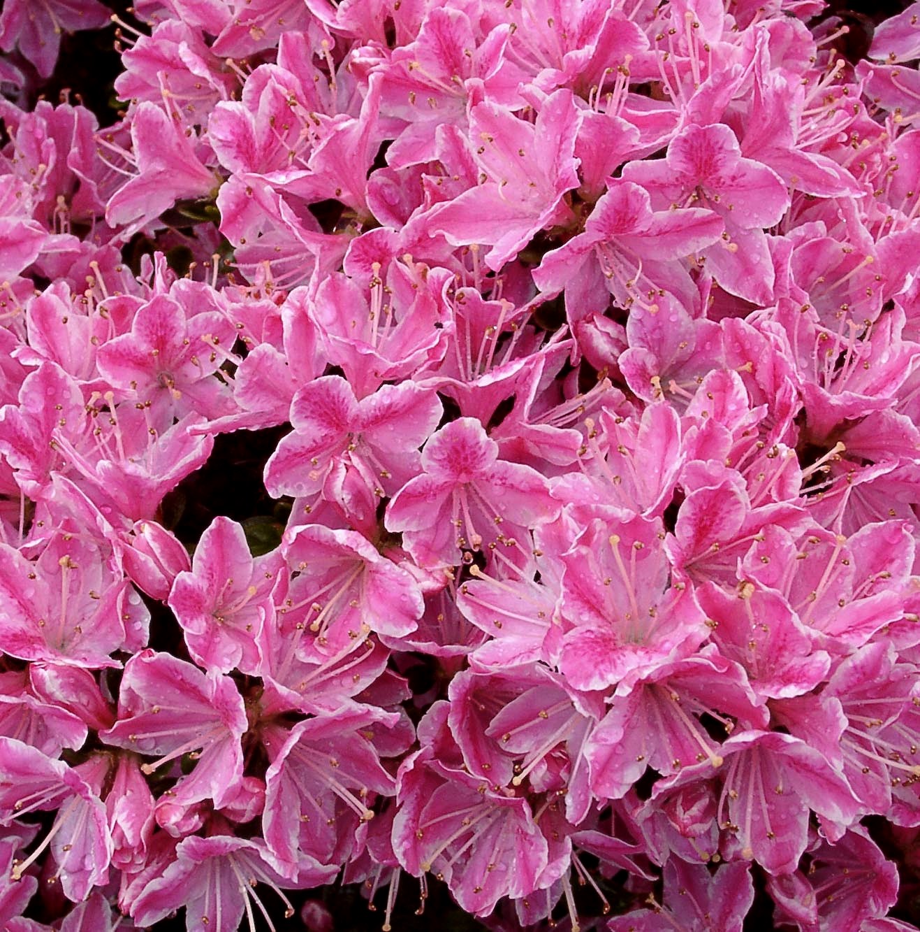 KERMESINA ROSE Azaleas Evergreen Azalea KERMESINA ROSE Azaleas Evergreen Azalea