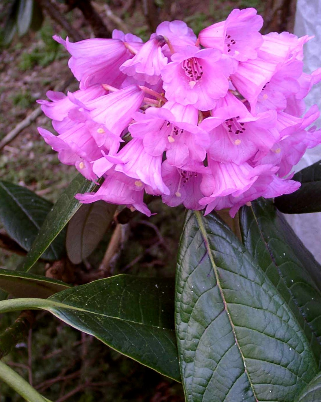 KESANGIAE (purple-pink) Rhododendron Larger Species Rhododendrons