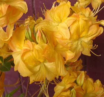 KLONDYKE (EX) large specimen Azalea Specimen Plants - must be collected