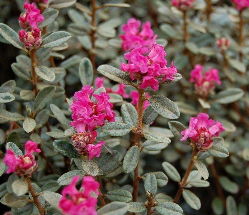 KONGBOENSE (primuliiflorum Deep pink) Rhododendron Rhododendron Dwarf Species and Hybrids