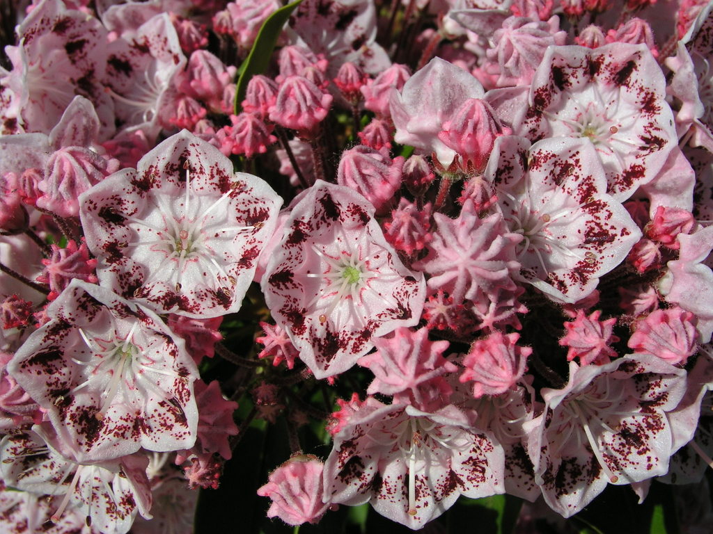 KALMIA LATIFOLIA GINKONA Kalmia Trees & shrubs