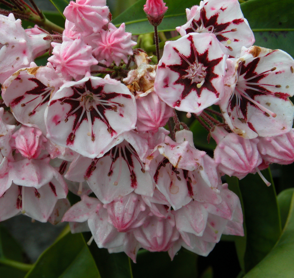 KALMIA LATIFOLIA PEPPERMINT Trees, Shrubs, Perennials Trees & shrubs